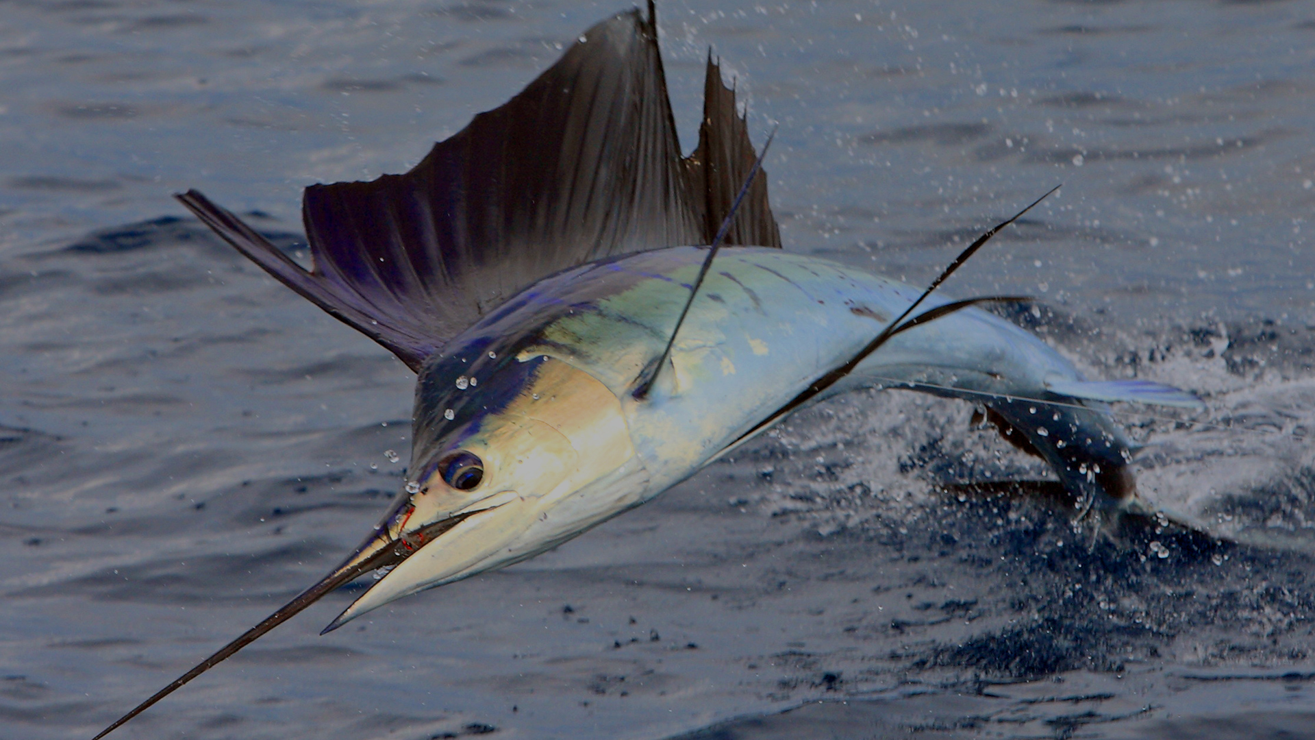 A dramatic ocean scene representing CatchStat fishing tournaments